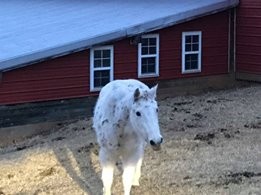 Adopt Dyna a Gray Quarterhorse / Mixed horse in Monterey, VA (20572571)