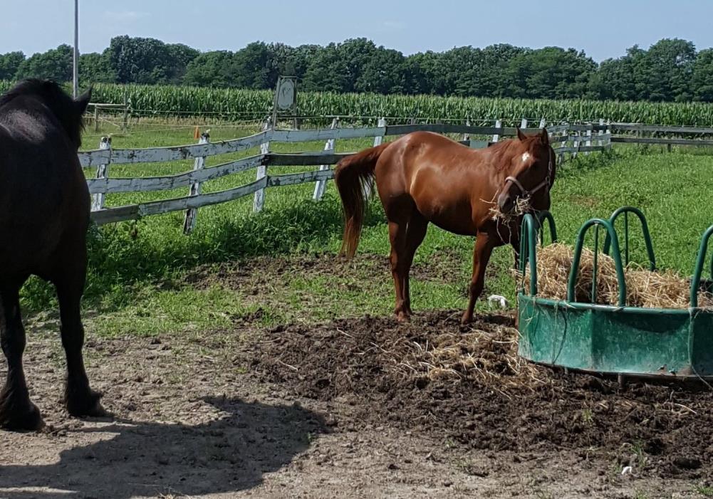 Adopt Sadie a Quarterhorse