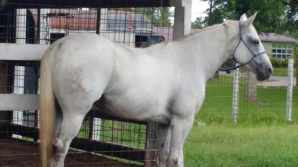 Horse for sale