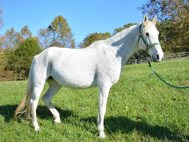 Adopt GRETEL a Gray Missouri Foxtrotter / Mixed horse in Union, MO (24274586)