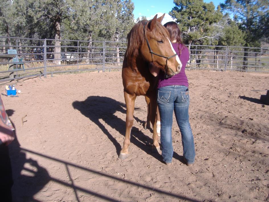 Adopt Sedona a Chestnut/Sorrel Quarterhorse / Draft horse in Durango