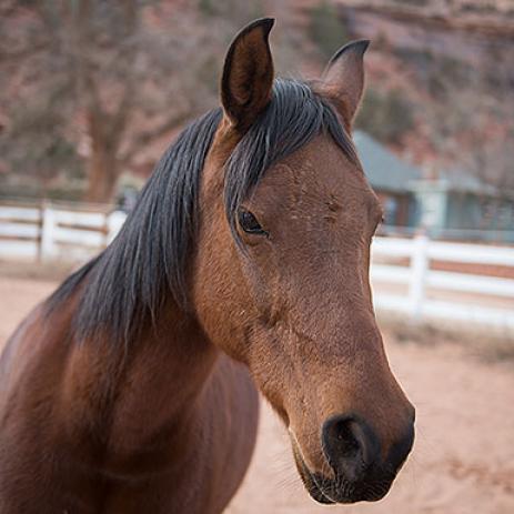 Adopt Starlight a Quarterhorse