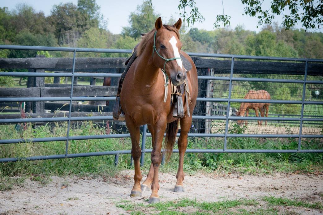 Adopt Buster a Chestnut/Sorrel Quarterhorse / Thoroughbred horse in