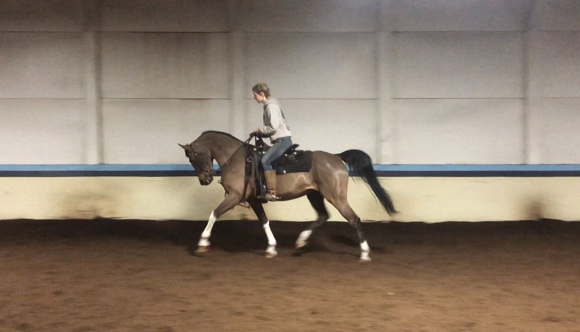 CF White Russian Hunter gelding with perfect chrome