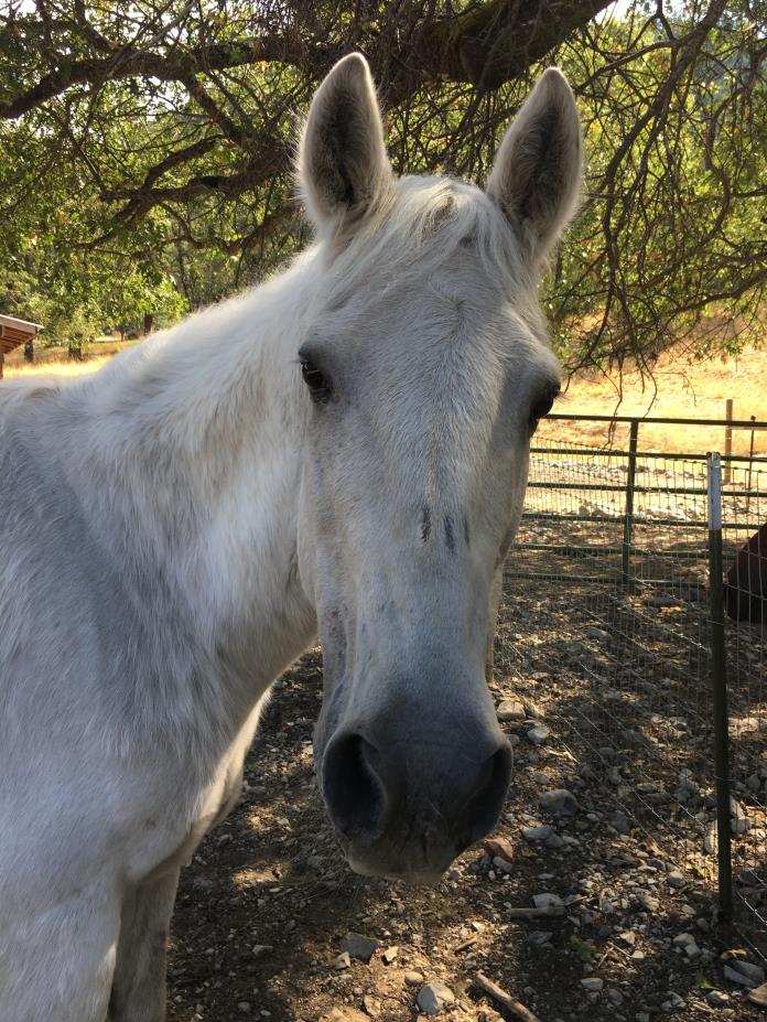 Adopt Viking a Arabian