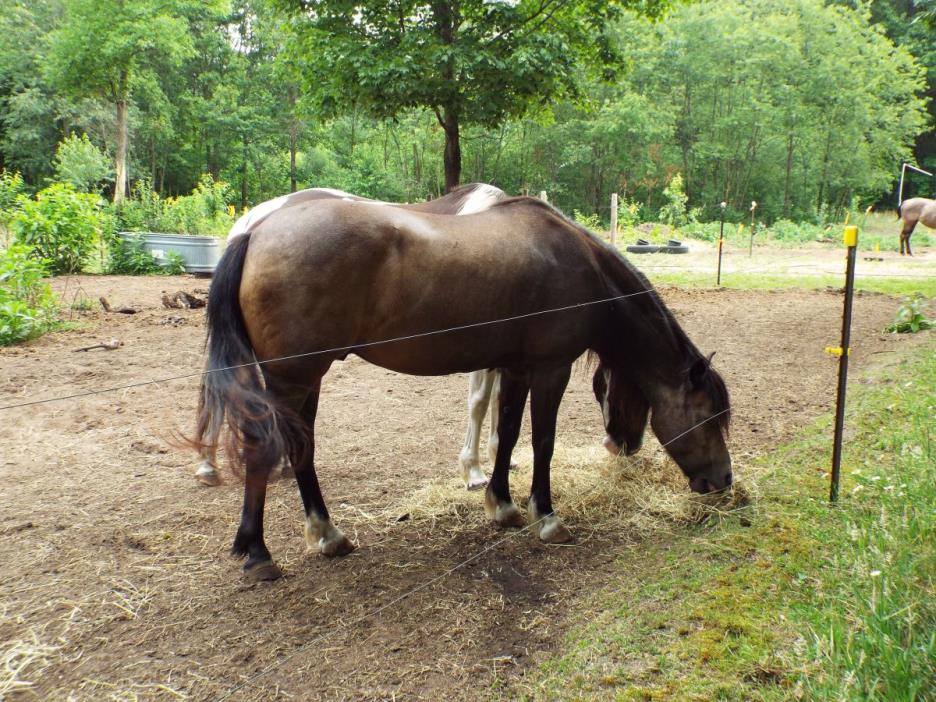 Stout 14 HH Buckskin Mustang Gelding