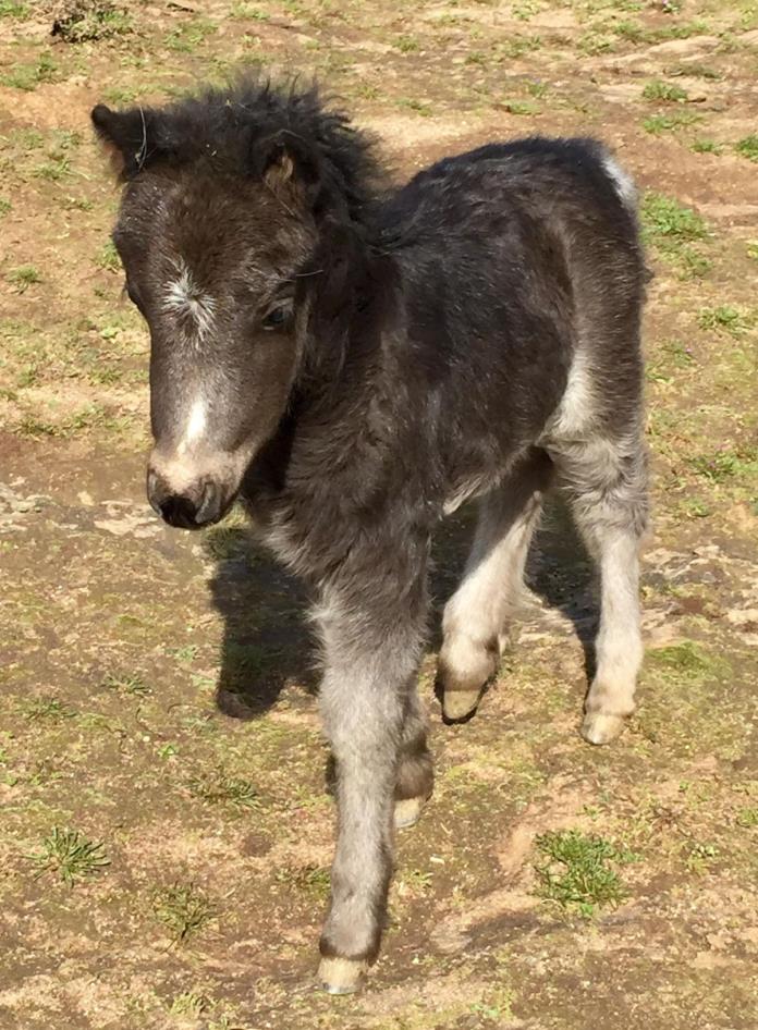 Miniature Horse Foal for Sale