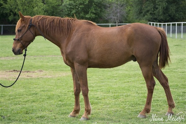 Adopt Sheldon a Saddlebred / Mixed horse in McKinney, TX (24639633)