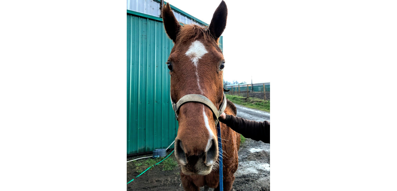 Adopt Gemma a Quarterhorse