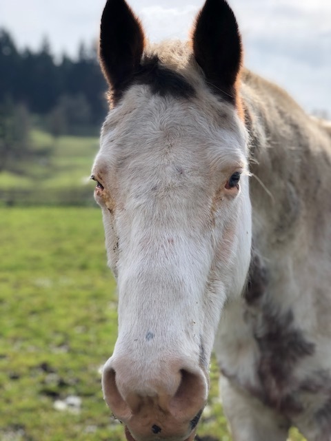 Adopt Tahoe a Paint / Pinto