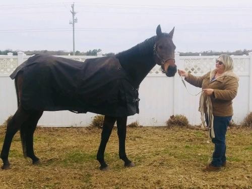 Adopt Memphis-Adoption Pending a Warmblood / Mixed horse in Laurel