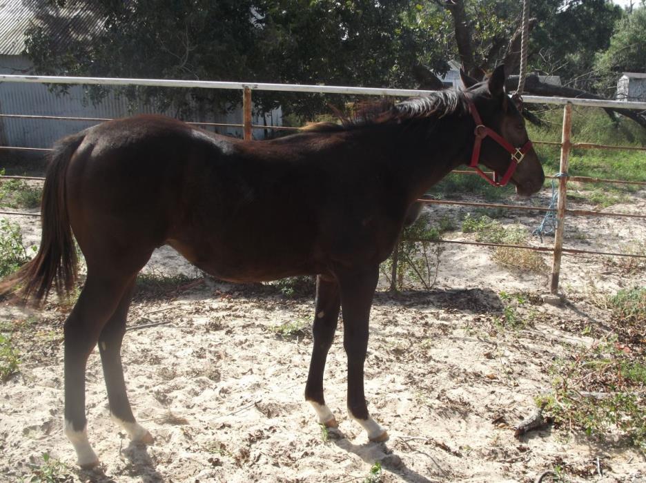 Flat Out gelding OF Producing Medaglia Doro Mare