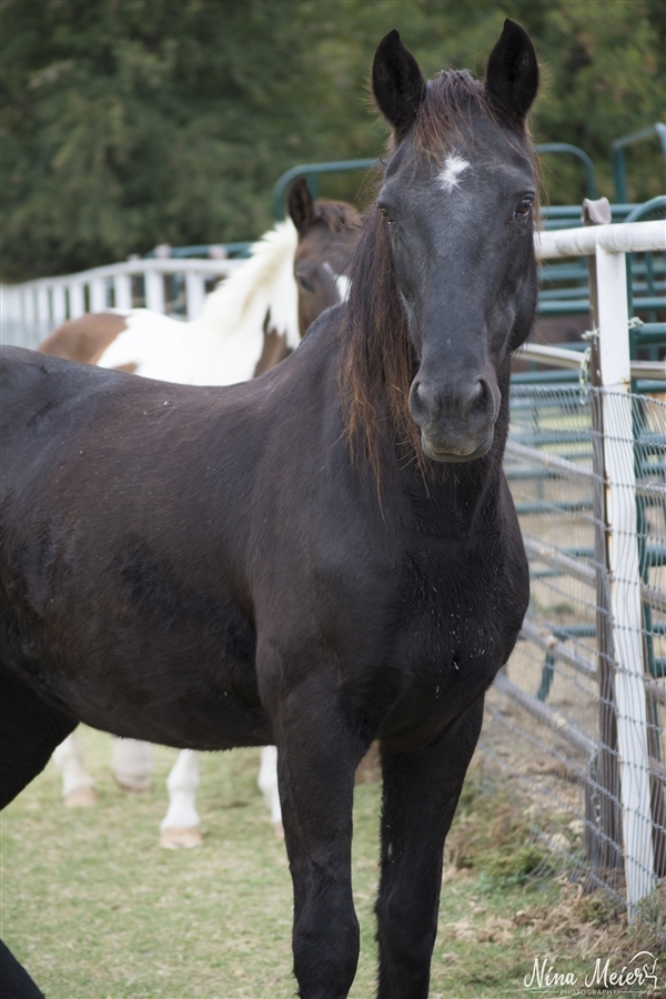 Adopt Odette a Mustang