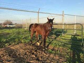 Adopt Mane Attraction a Buckskin Quarterhorse / Mixed horse in Madera