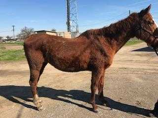 Adopt Hermioneigh a Chestnut/Sorrel Quarterhorse / Mixed horse in Madera