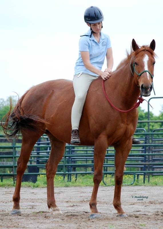 Adopt Godiva a Chestnut/Sorrel Thoroughbred horse in Nicholasville