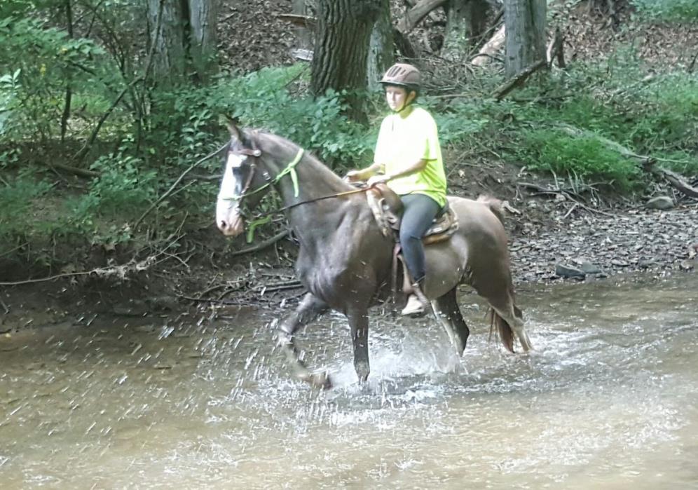 Spencer TWHBEA Blue Roan with Chrome 15H 8 yr old gelding