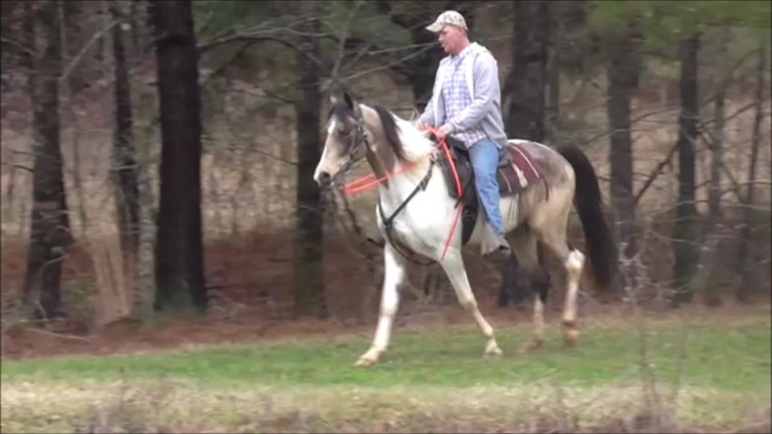 6 Year Old Very Gentle And Smooth Gaited Gelding