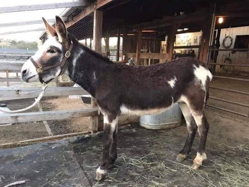 Adopt Paint Donkey a Donkey/Mule/Burro/Hinny / Mixed horse in Elmira