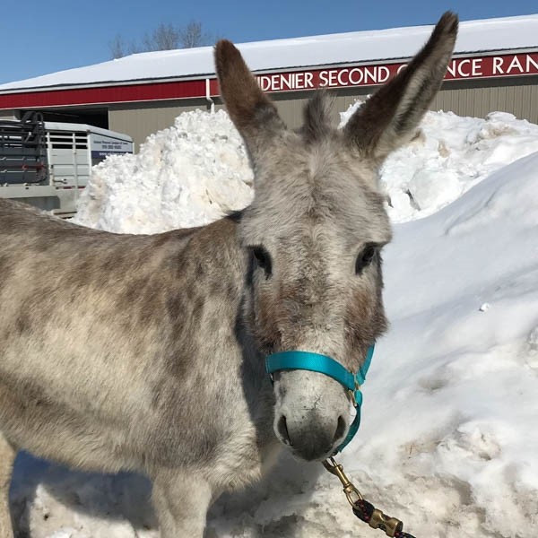 Adopt Elvira -- Bonded Buddy With Beacon a Donkey/Mule/Burro/Hinny / Mixed horse