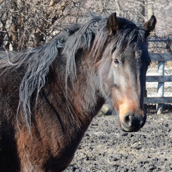 Adopt Aspen a Mustang / Mixed horse in Des Moines, IA (24267834)