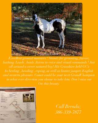 American Paint gelding