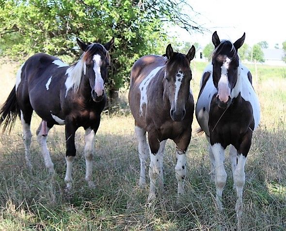 Stallion or gelding prospect Hz tobiano cream gene Cow horse breeding