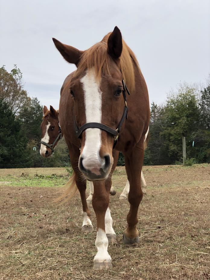 Adopt Reuben a Quarterhorse