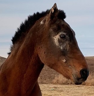 Adopt Pretty a Quarterhorse, Arabian