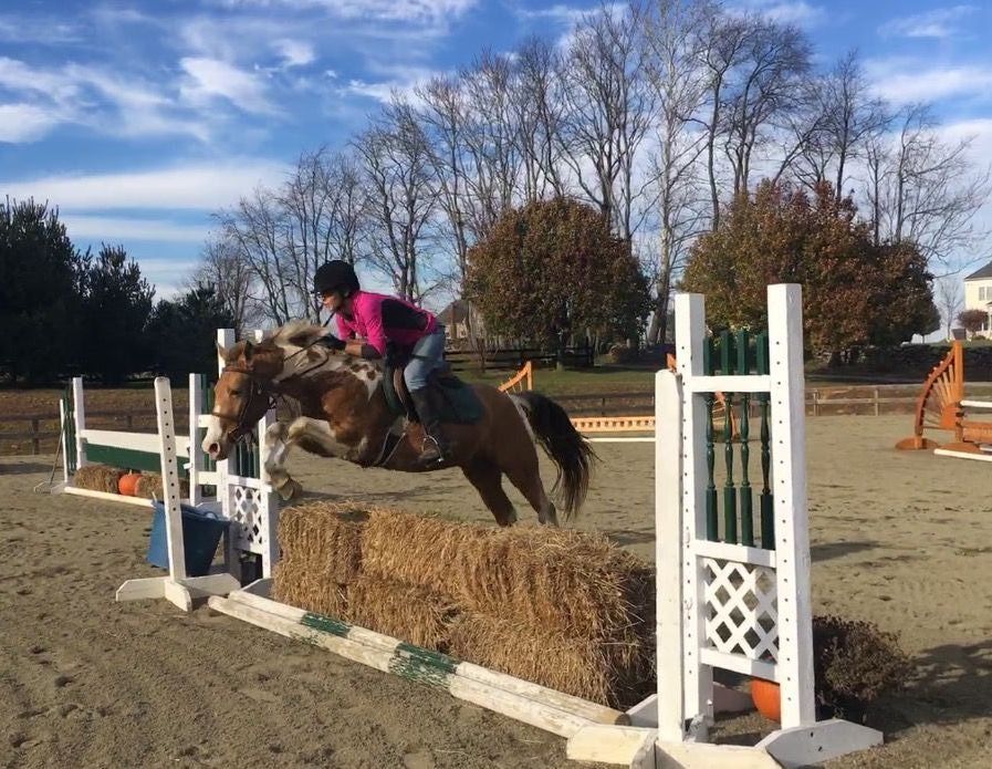 Flashy Hunter Pony Prospect