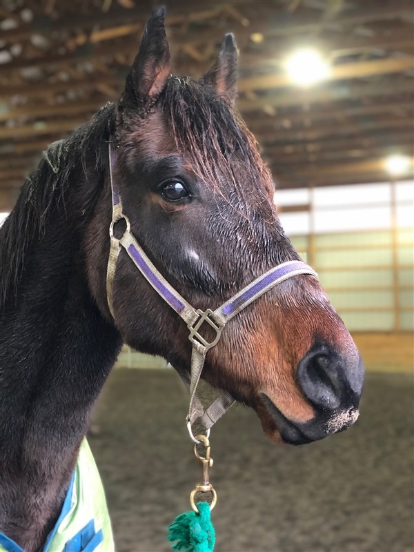 Adopt Benedict a Thoroughbred / Mixed horse in Quakertown, PA (24198538)