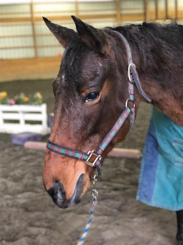 Adopt Maple Stirrup a Pony - Other / Mixed horse in Quakertown, PA (24198539)