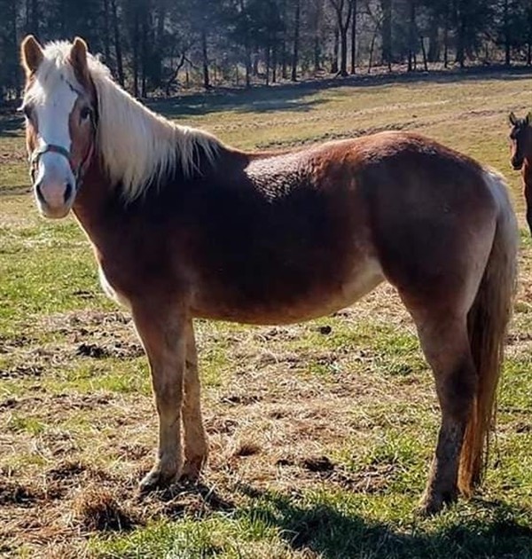 Adopt Holly a Haflinger / Mixed horse in Quakertown, PA (24198537)