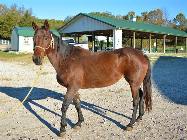 Adopt REESE a Quarterhorse