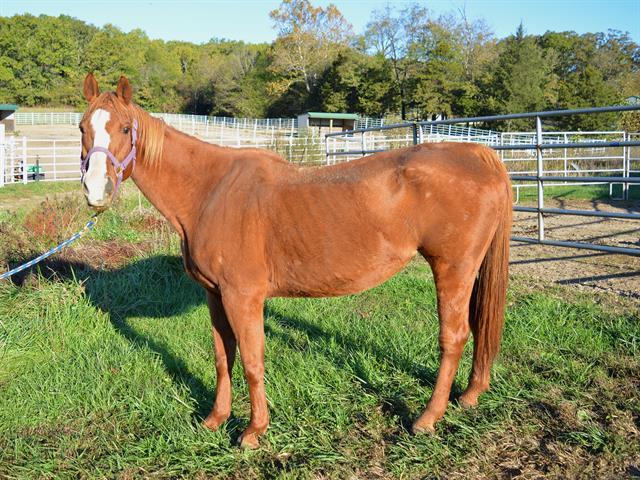 Adopt FERN a Quarterhorse