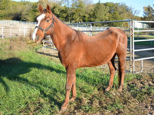 Adopt QUINCY a Quarterhorse