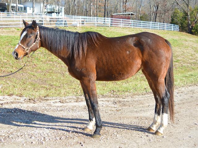 Adopt MISS FARK a Thoroughbred