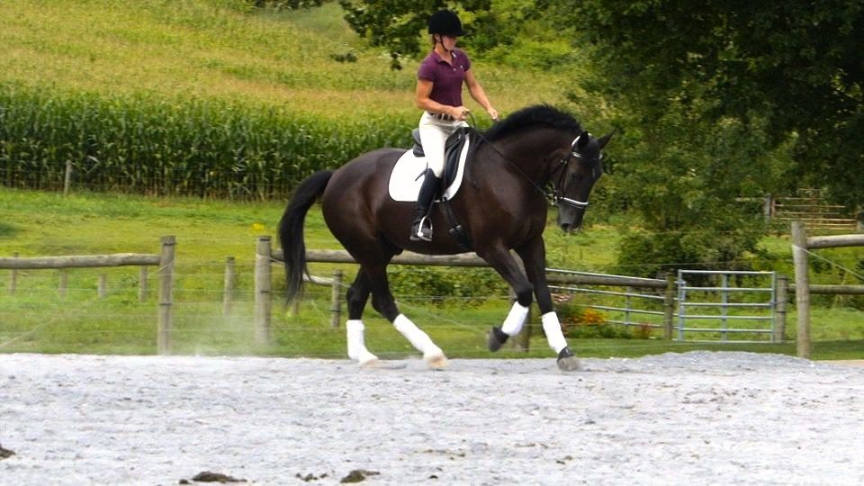 Schooling First Level Dressage