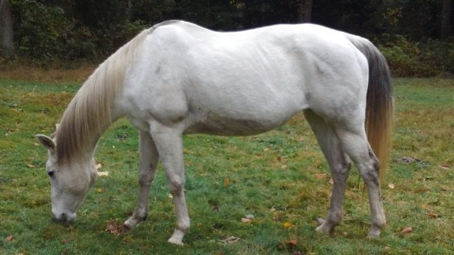 Adopt Betty a Quarterhorse