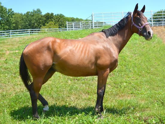 Adopt MAJESTIC CROWN a Thoroughbred