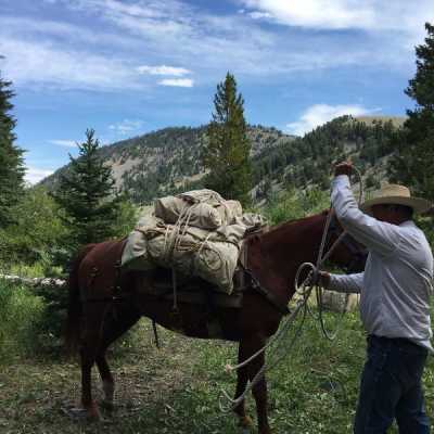 Quality Ranch Horses For Sale