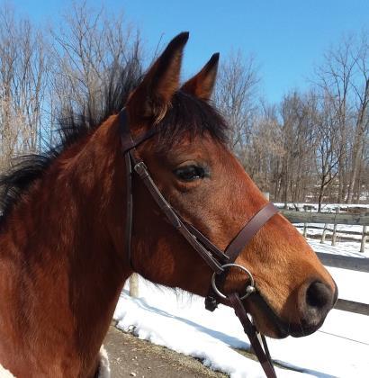 Adopt Ginger a Pony