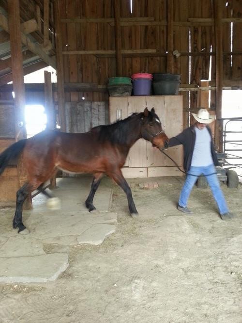 Adopt Shayna Kapela a Bay Arabian / Mixed horse in Boone, CO (17059740)