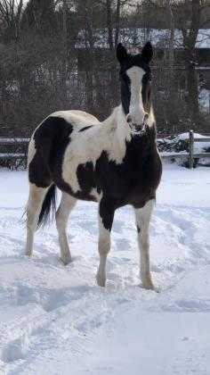 Adopt Gem a White Paint/Pinto / Quarterhorse / Mixed horse in Novelty