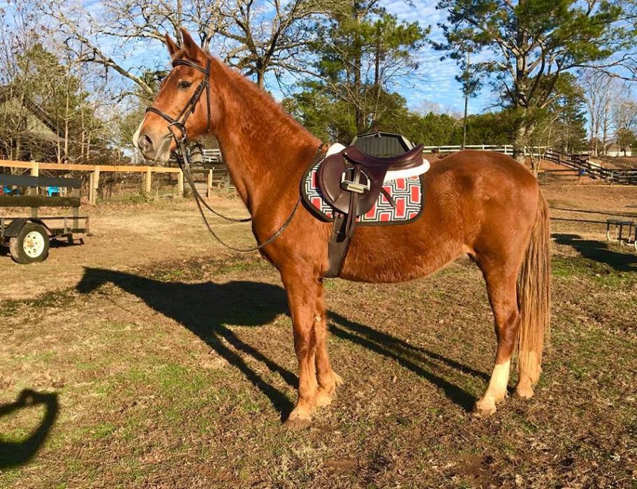 Adopt Tink a Saddlebred