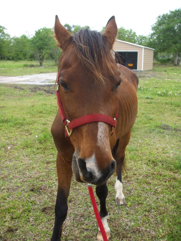 Adopt Sparkey a Quarterhorse