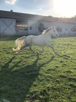 Adopt Nevra a Gray Pony - Other / Mixed horse in Novelty, OH (19714591)