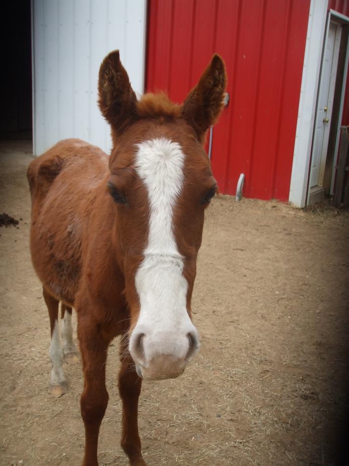 Adopt Mingo a Quarterhorse