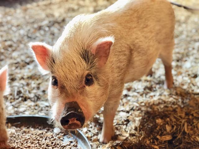 Adopt JEFFERSON a Pig