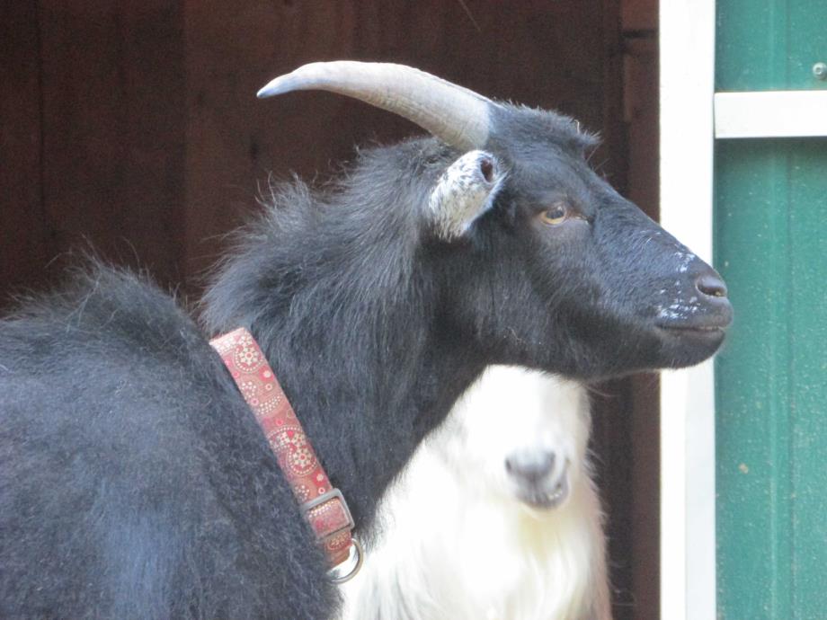 Adopt Paul a Goat farm-type animal in Huguenot, NY (19890194)